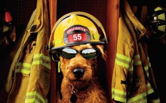 Firehouse Dog ยอดคุณตูบ ฮีโร่นักดับเพลิง