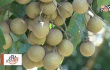 คุยครบกับพบเอก : อนาคตลำไยไทย