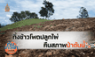 ทิ้งข้าวโพดปลูกไผ่ คืนสภาพป่าต้นน้ำ