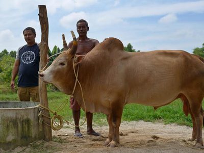 ฮือฮาเปิดตัววัวชนคู่ประวัติศาสตร์ ระหว่างไทย - จีน วงเงินเดิมพัน 4 ล้านบาท