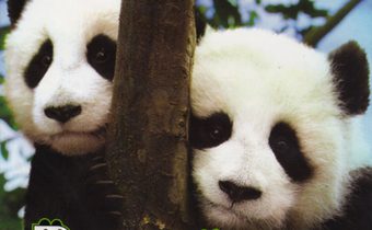 Panda Diary อู๊ลั่นล้า แพนด้ามาเป็น 10