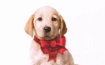 Marley & Me จอมป่วนหน้าซื่อ