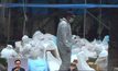 ไต้หวันพบไข้หวัดนกสายพันธุ์ H5N6 ระบาด
