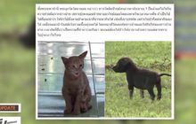 MTHAI Update