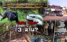 ค่าชีวิต “เสือดำ” กับเงิน 3 ล้าน ?